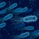 bactrie-systeme-immunitaire-virus